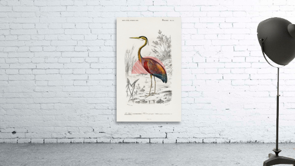 Purple heron Ardea purpurea Wall Preview