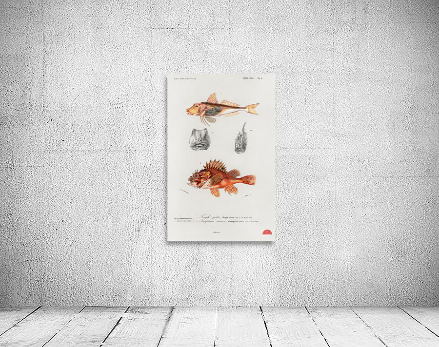 Different types of fishes Wall Preview