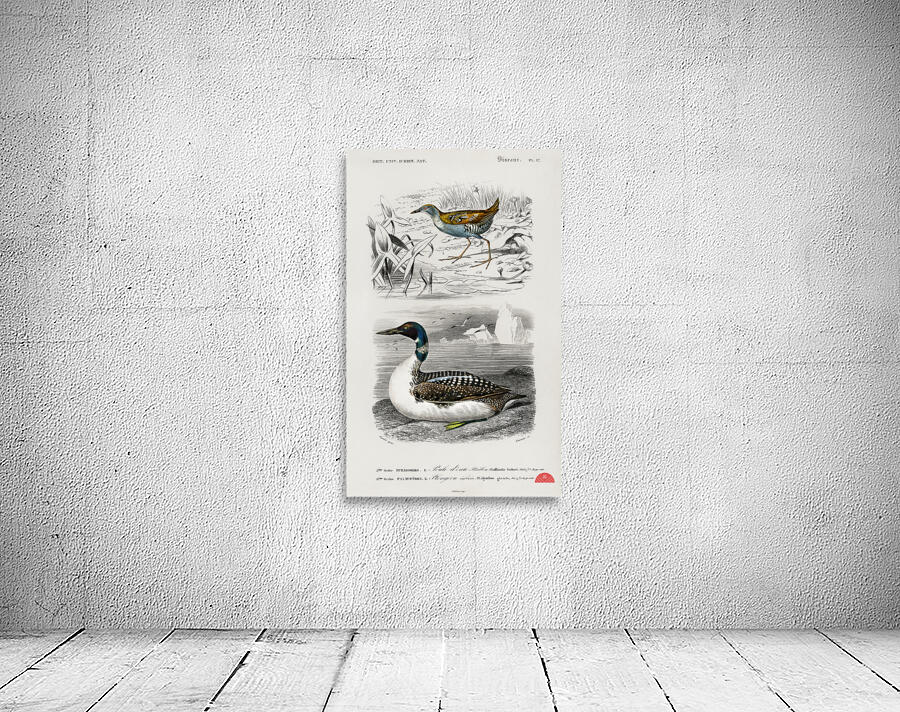 Different types of birds Wall Preview