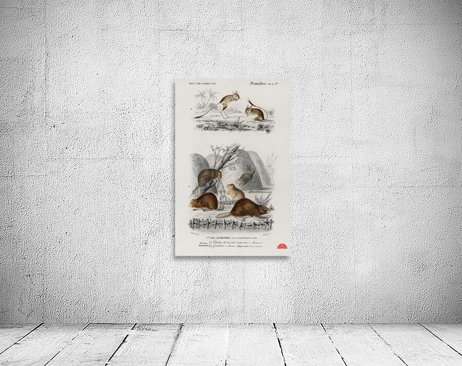 Beaver Castor and Jerboa Dipus Wall Preview