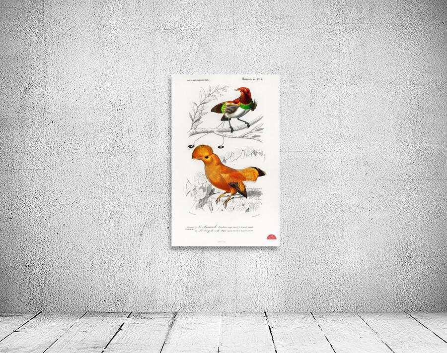 Different types of birds Wall Preview