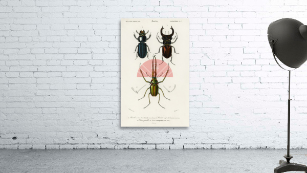 Different types of beetles Wall Preview