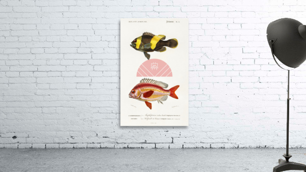 Different types of fishes Wall Preview