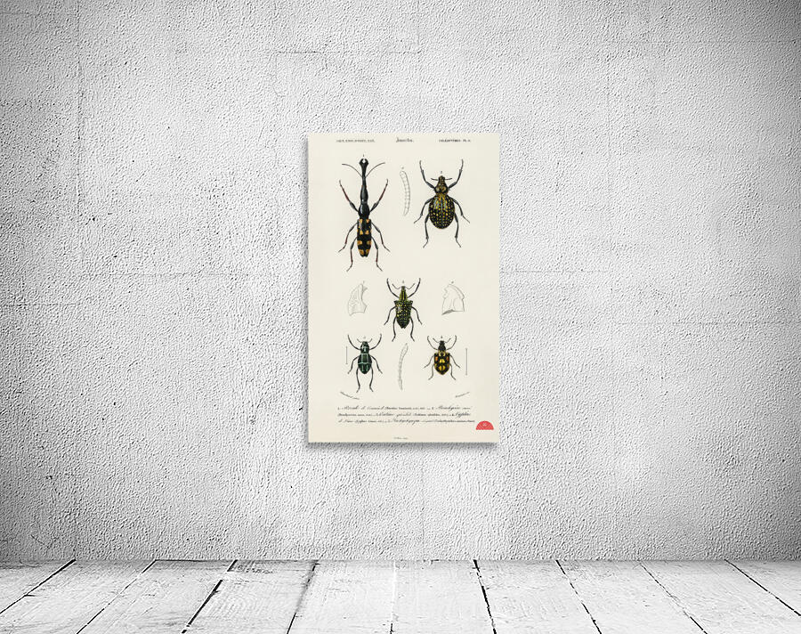 Different types of insects Wall Preview