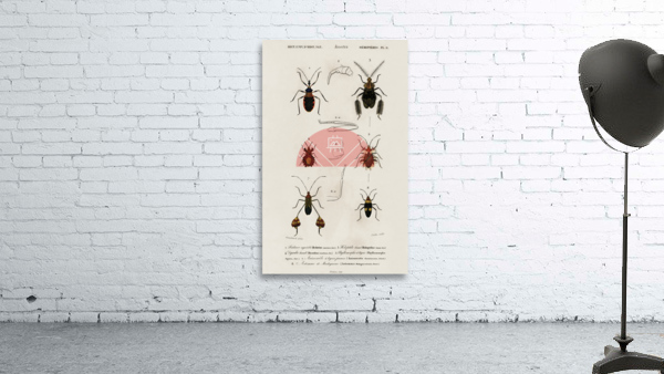 Different types of insects Wall Preview