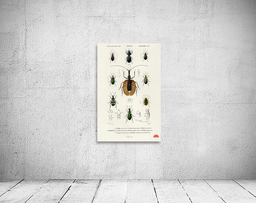 Different types of beetles Wall Preview