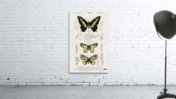 Different types of beetles Wall Preview