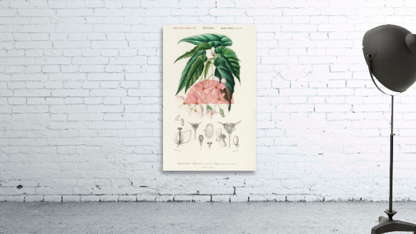 Begonia Begonia incarnata Wall Preview