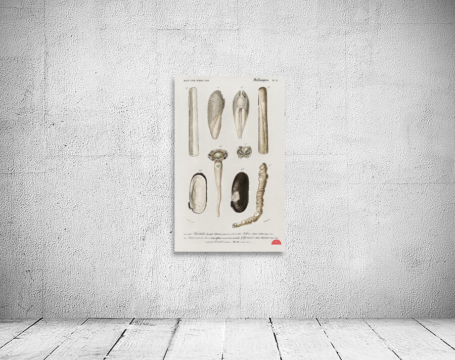 Fails Leo Wall Preview