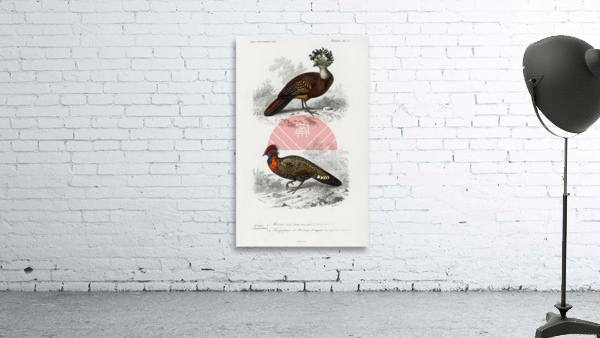 Different types of mollusks Wall Preview