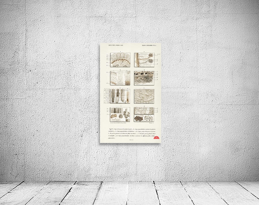 Collection of hand drawing of human skin structure Wall Preview