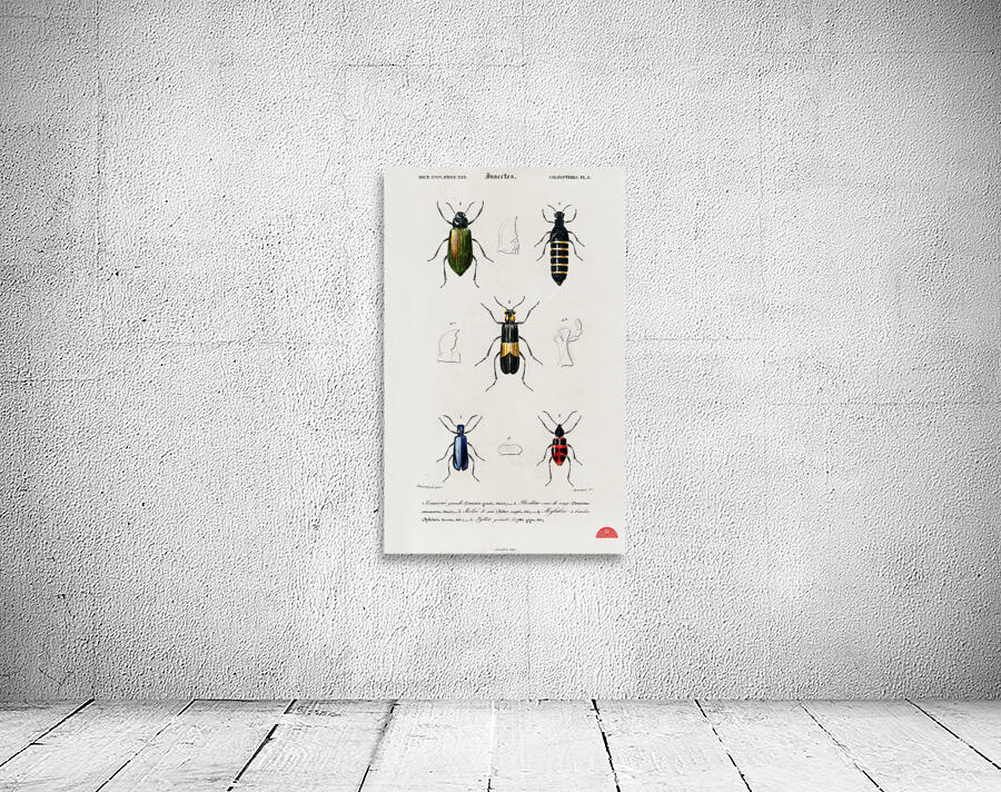 Different types of beetles Wall Preview