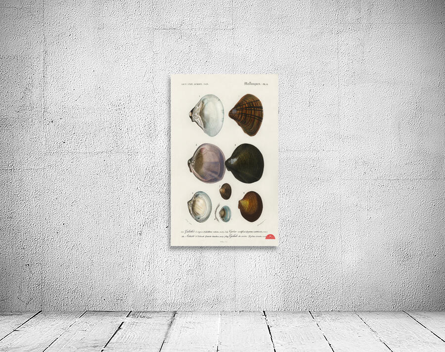 ictionnaire Universel D histoire Naturelle D Orbi 1694477462.2014 Wall Preview