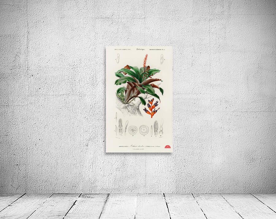 Bromeliad Aechmea discolor Wall Preview