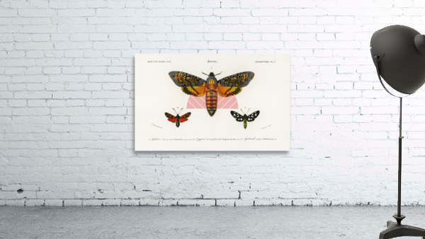 Collection of moths Wall Preview