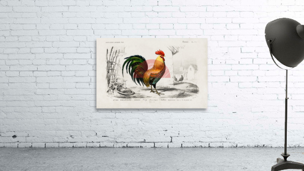 ictionnaire Universel D histoire Naturelle D Orbi 1694477606.4411 Wall Preview