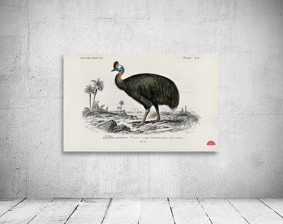 Casoar à casque bird Wall Preview