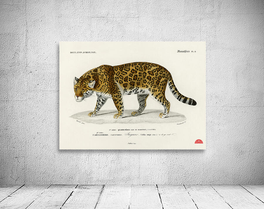 Jaguar Panthera Onca Wall Preview