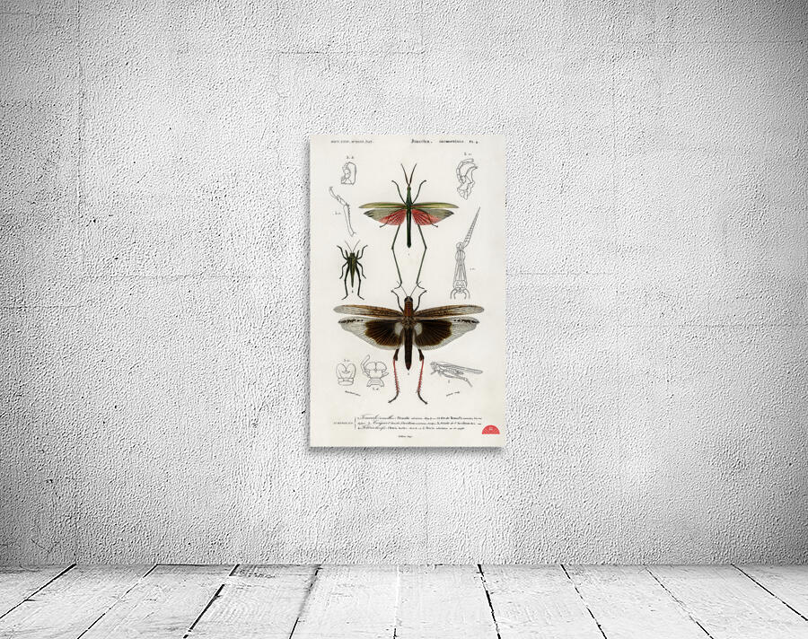 Different types of bugs Wall Preview