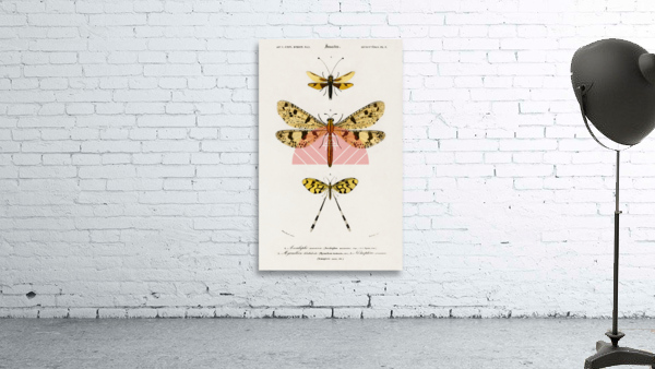 Collection of insects Wall Preview
