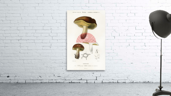 Mushroom Boletus circinans Wall Preview