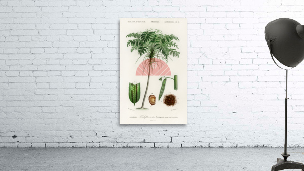 Trichipteris excelsa Wall Preview