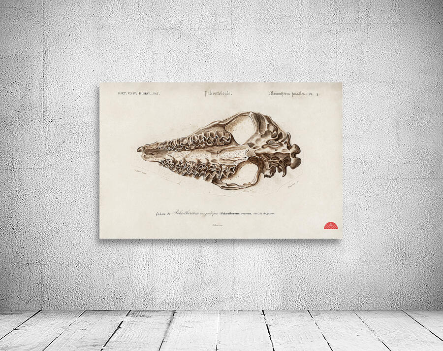 Odd-toed unlate Palaeotherium Wall Preview