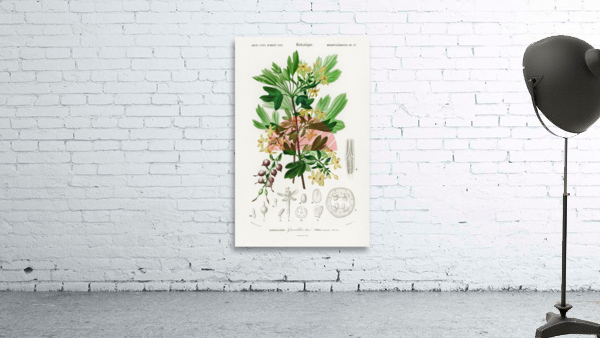 Hummingbird fuchsia Fuchsia gracilis Wall Preview