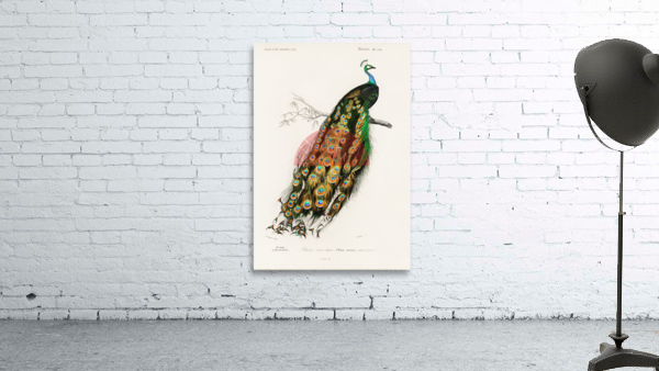 Indian peafowl bird Wall Preview
