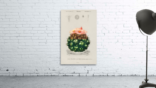 Starry Ball Mammillaria elephantidens Wall Preview