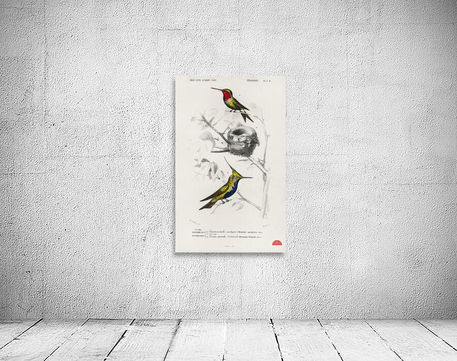 Different types of birds Wall Preview