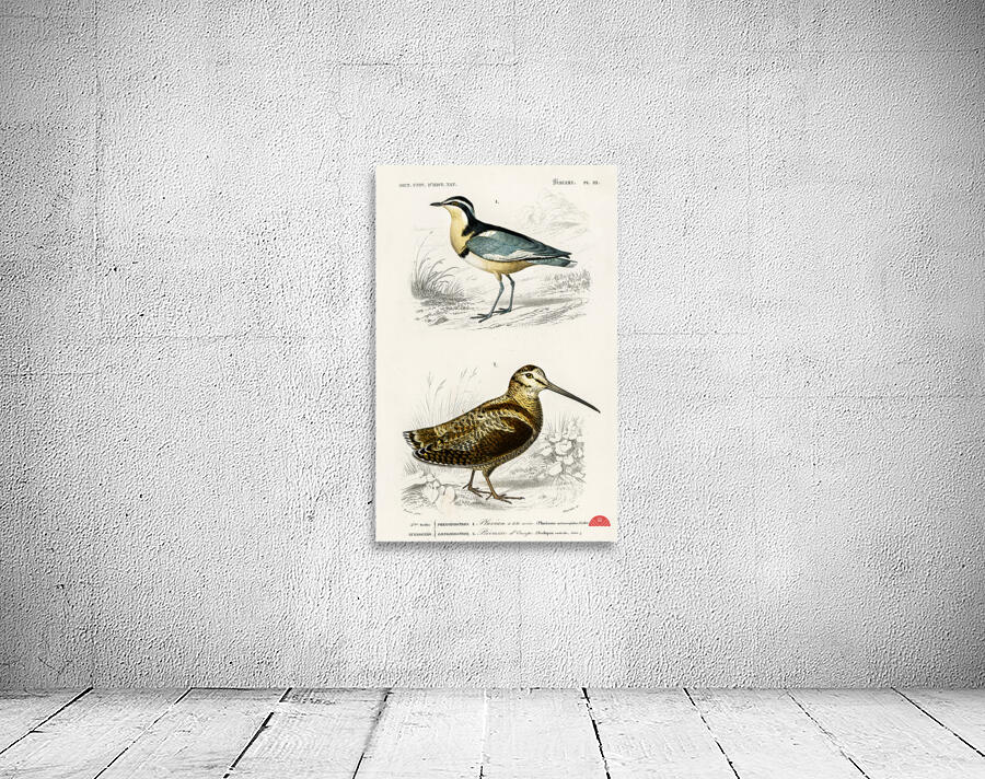 Different types of birds Wall Preview