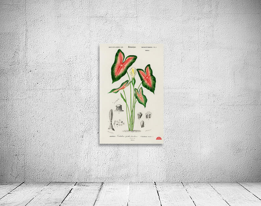 Elephant ear Caladium bicolor Wall Preview