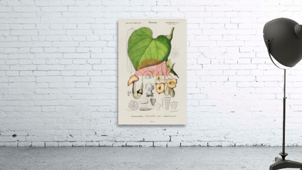 Pipevine Wall Preview