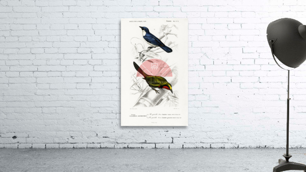 Different types of birds Wall Preview