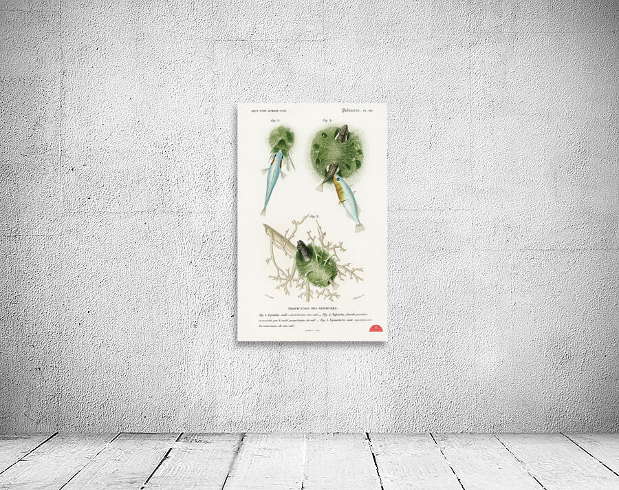 Gasterosteus Aculeatus Wall Preview