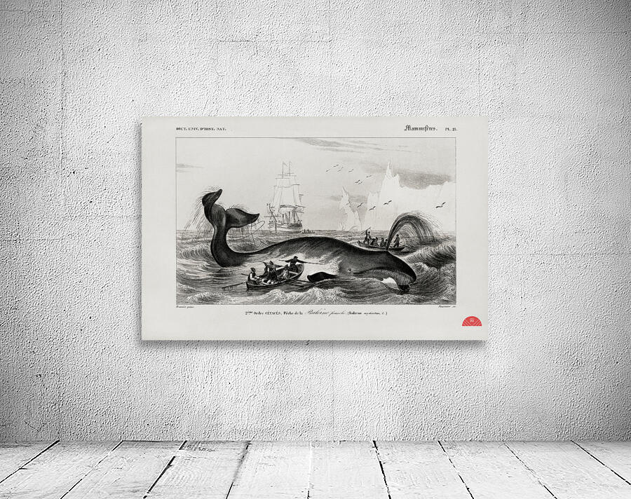 Balaena mysticetus Bowhead whale Wall Preview