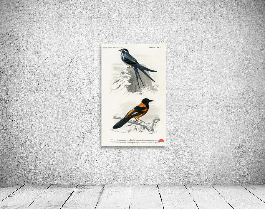 Different types of birds Wall Preview