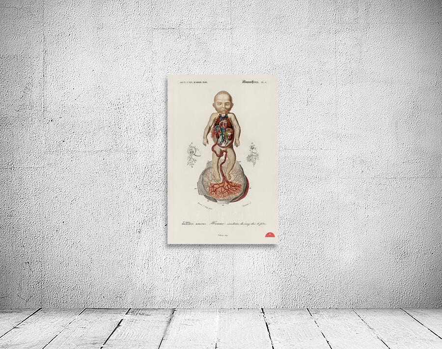 Circulation of the blood In a fetus Wall Preview