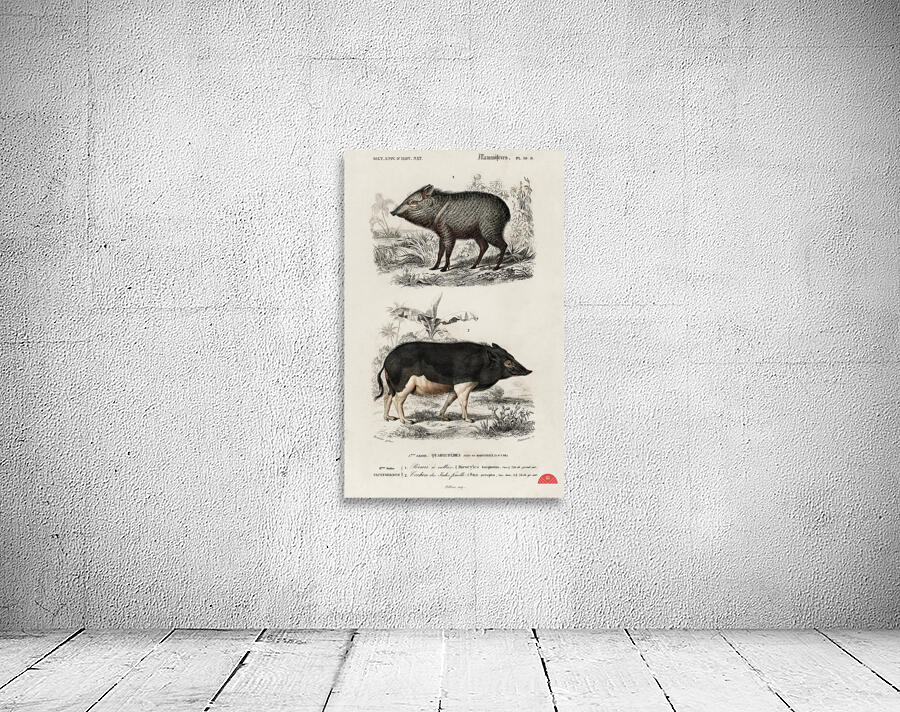 Pecari and Sus scropha Wall Preview