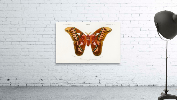 Attacus Atlas Moth Attacus Aurora Wall Preview