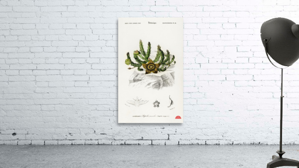 Carrion-flower Stapelia variegata Wall Preview