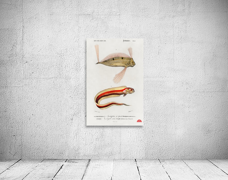Different types of fishes Wall Preview