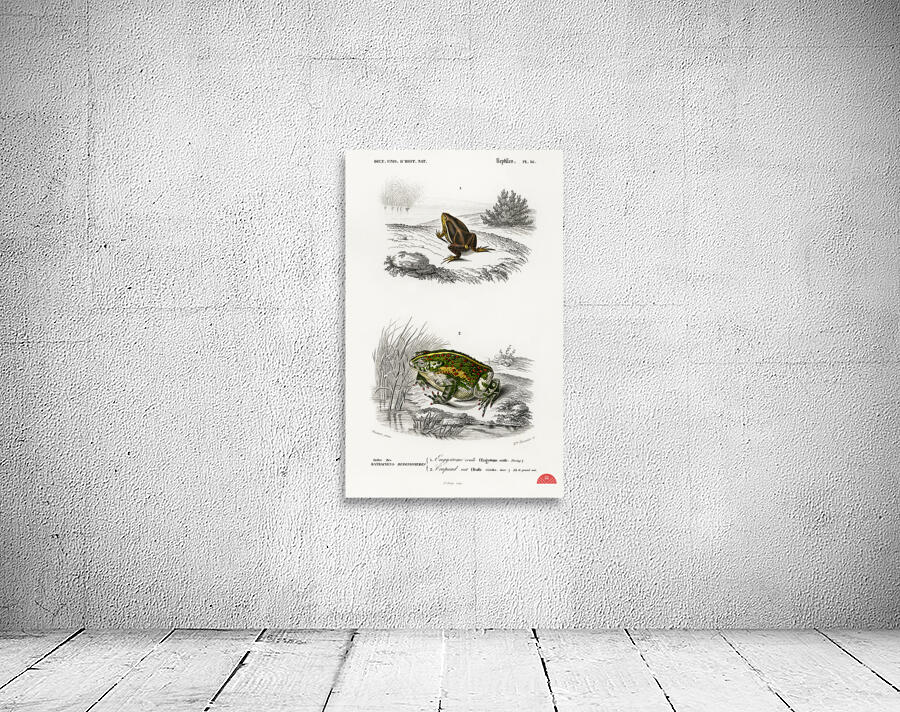 Oval frog Engystoma ovale and Green toad Bufo viridis Wall Preview