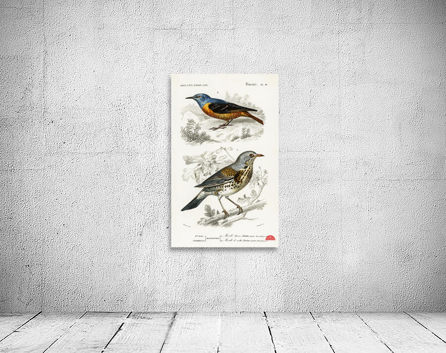 Different types of birds Wall Preview