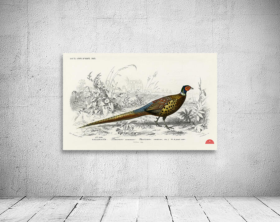 Ring-neckrd pheasant Phasianus colchicus Wall Preview