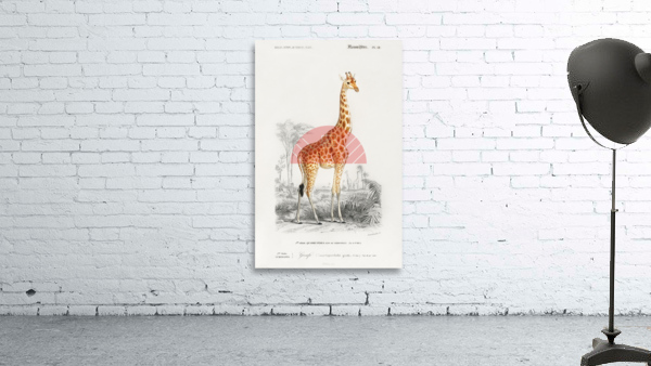 Vintage giraffe poster Wall Preview