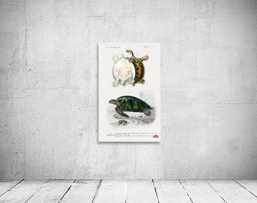 Green Sea Turtle Chelonia mydus and Spiny softshell turtle Gymnopus spiniferus Wall Preview