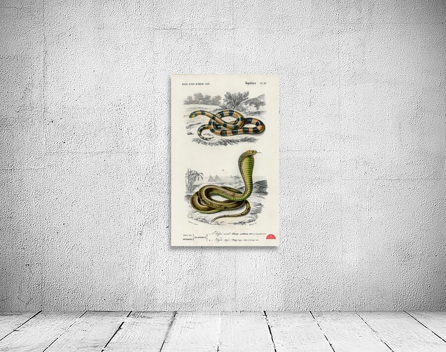 Coral Snake Elaps Corallinus and Egyptian Cobra Naja Hoje Wall Preview