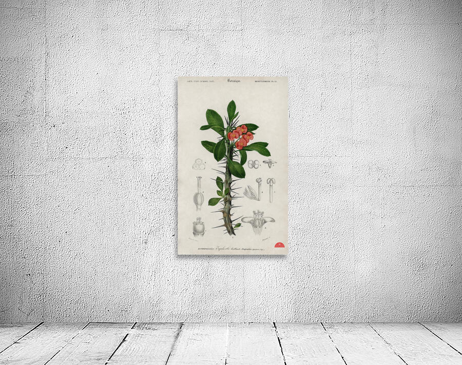 Euphorbia Splendens Wall Preview